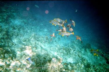 Meedhupparu 2004 Unterwasser-Fotos,_831_28 B_478